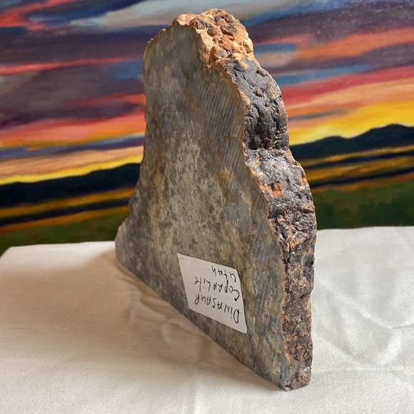 Dinosaur Coprolite Fossil - Picture 3 of 5